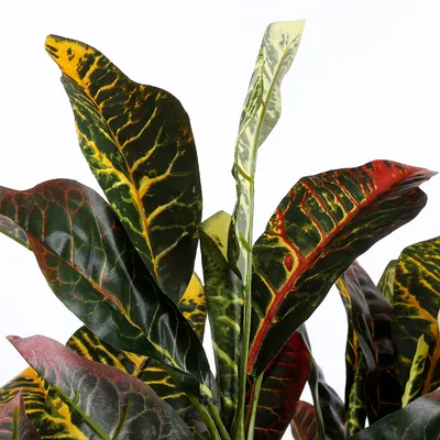 Mica Decorations Decorations Croton verde de PVC con maceta gris – foto 3
