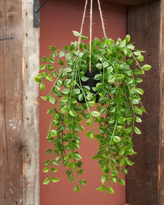 Mica Decorations Decorations Ficus colgante verde 81cm – foto 4